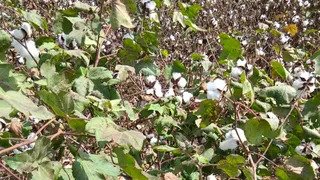 सिरसा में कपास की खेती